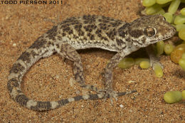 Image of Baiuch Rock Gecko