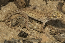 Image of Keeled Gecko