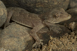 Слика од Hemidactylus flaviviridis Rüppell 1835