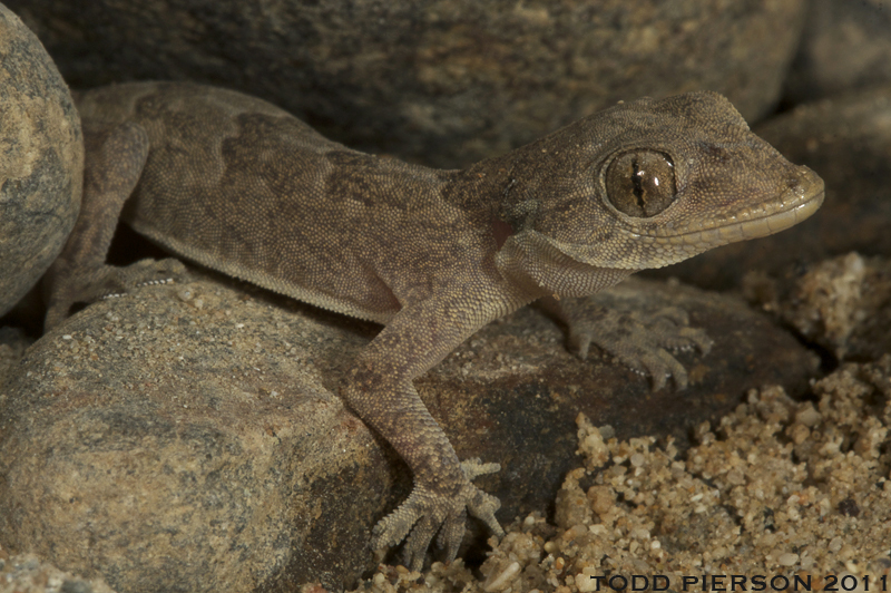 Image of Yellow-bellied house gecko