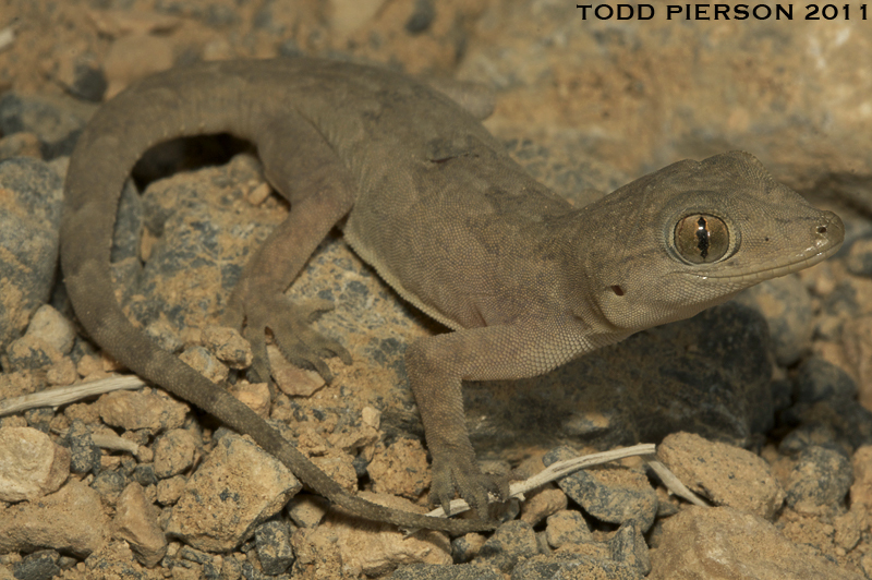 Слика од Hemidactylus flaviviridis Rüppell 1835