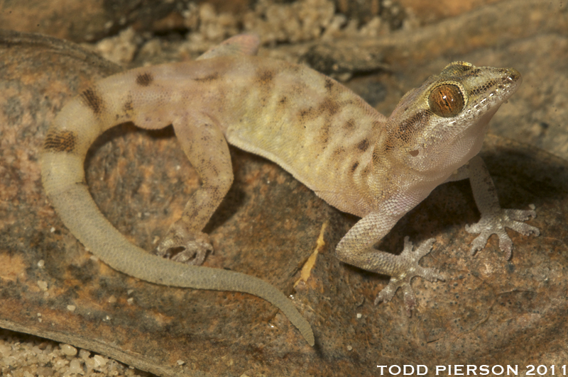 Image of Arabian Leaf-toed Gecko