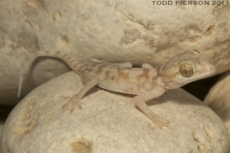 Image of Dhofar Leaf-toed Gecko
