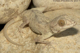 Image of Dhofar Leaf-toed Gecko