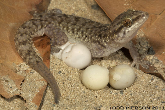 Image of Heyden’s gecko