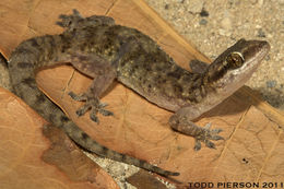 Hemidactylus robustus Heyden 1827 resmi