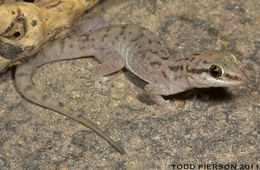 Hemidactylus robustus Heyden 1827 resmi