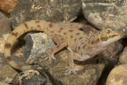 Hemidactylus robustus Heyden 1827 resmi