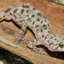 Image of mediterranean house gecko