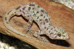 Image of mediterranean house gecko