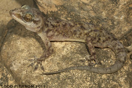 Image of Yerbury’s gecko