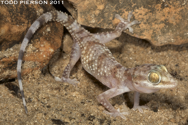 Image of Yerbury’s gecko