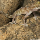 Image of Yerbury’s gecko