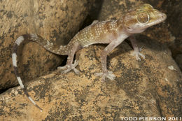 Image of Yerbury’s gecko