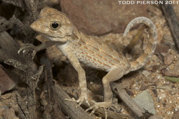 Image of Carter’s Semaphore Gecko