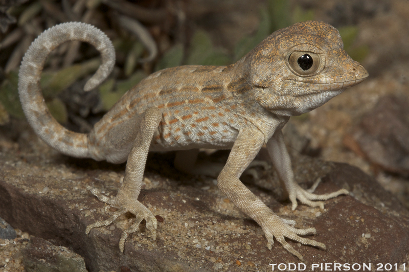 Image of Carter’s Semaphore Gecko