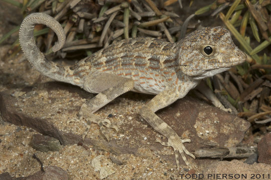 Image of Carter’s Semaphore Gecko