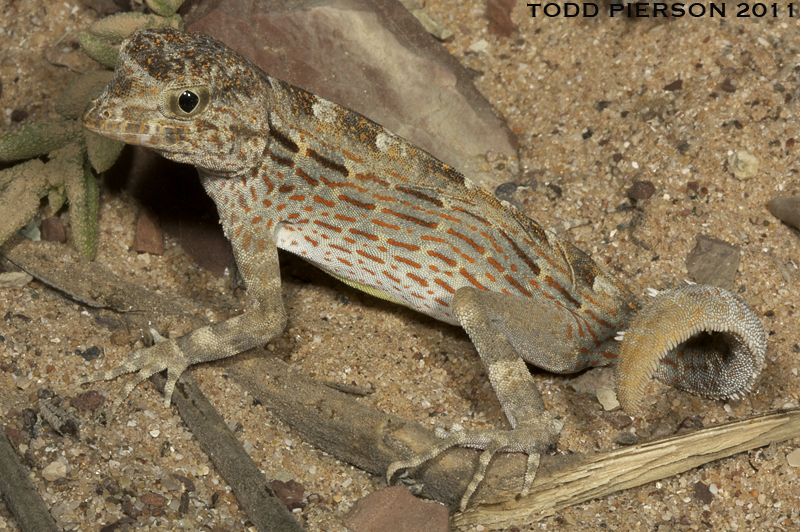 Image of Carter’s Semaphore Gecko