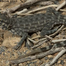 Image of Oman Rock Gecko