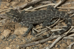 Image of Oman Rock Gecko