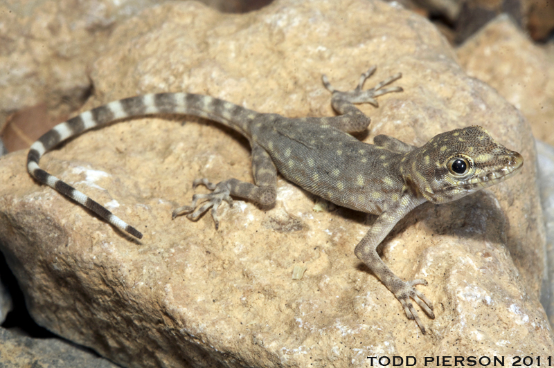 Image of Wadi Kharrar Rock Gecko