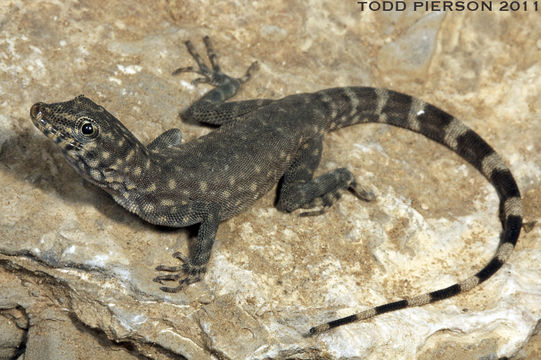 Image of Wadi Kharrar Rock Gecko