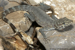 Image of Wadi Kharrar Rock Gecko