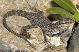 Image of Wadi Kharrar Rock Gecko