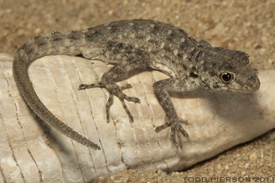 Image of Blandford's Semaphore Gecko