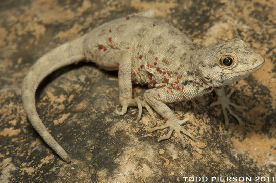 Image of Blandford's Semaphore Gecko