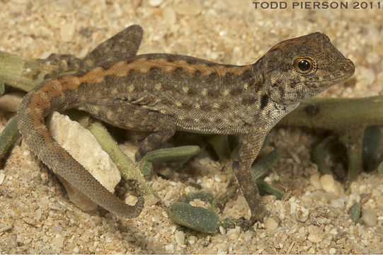 Image of Blandford's Semaphore Gecko