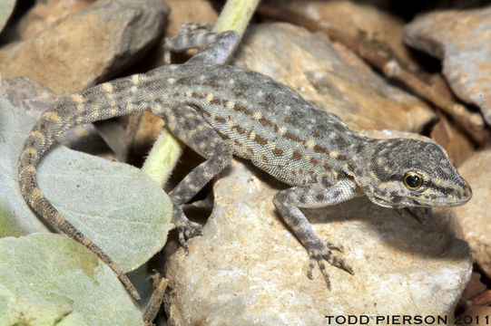 Image of Blandford's Semaphore Gecko