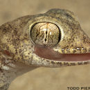 Sivun Pseudoceramodactylus kuva