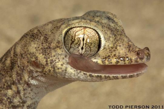 Image of Gulf Short-fingered Gecko