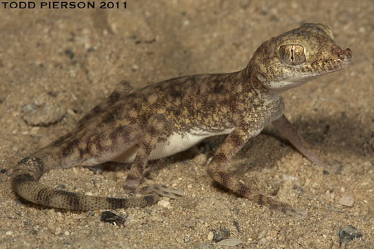 Image de Pseudoceramodactylus khobarensis Haas 1957