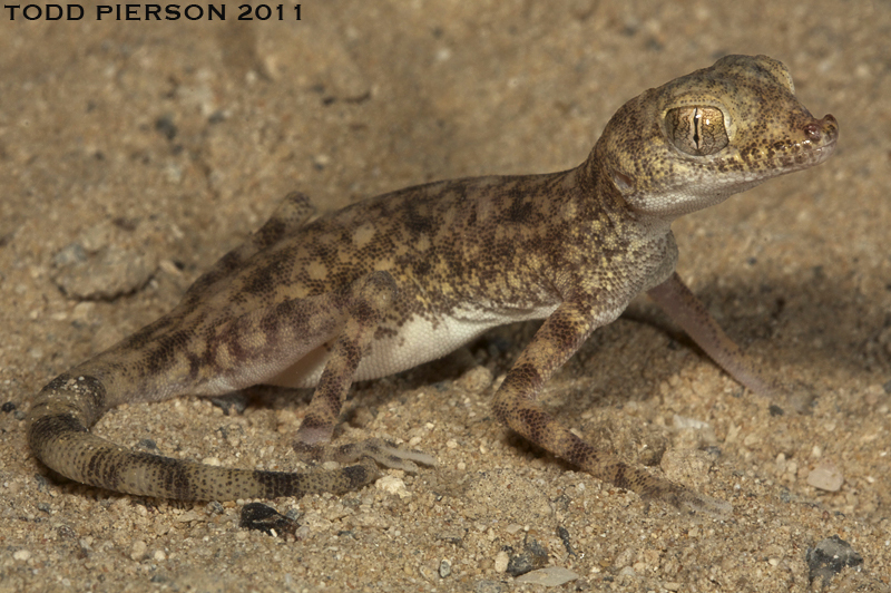 Pseudoceramodactylus khobarensis Haas 1957 resmi