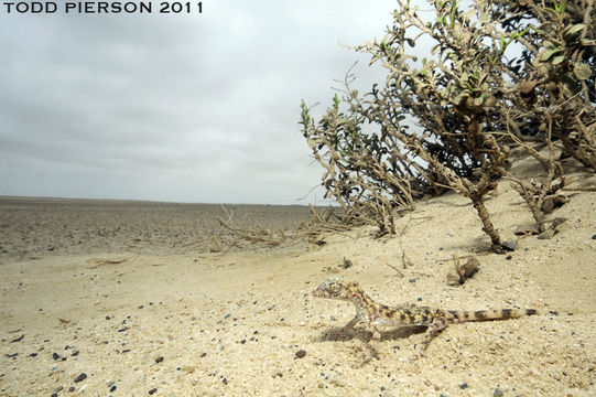 Image of Gulf Short-fingered Gecko