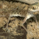 Sivun Pseudoceramodactylus kuva
