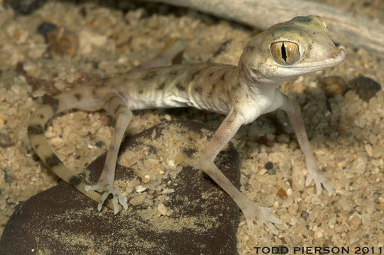 Image de Pseudoceramodactylus khobarensis Haas 1957