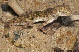 Image of Gulf Short-fingered Gecko