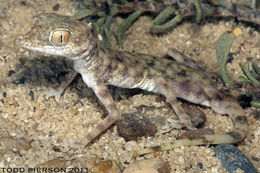 Image of Gulf Short-fingered Gecko