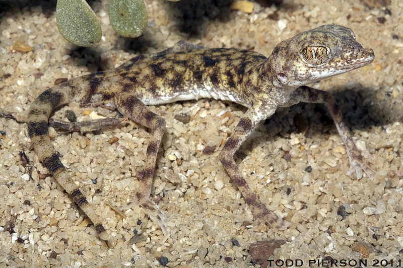 Pseudoceramodactylus khobarensis Haas 1957 resmi