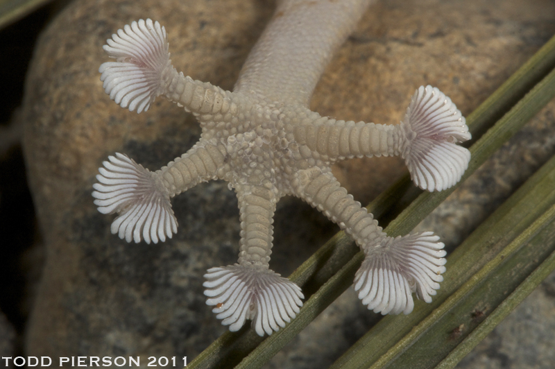 Image of Common fan-footed gecko