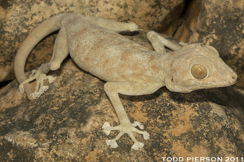 Image of Common fan-footed gecko