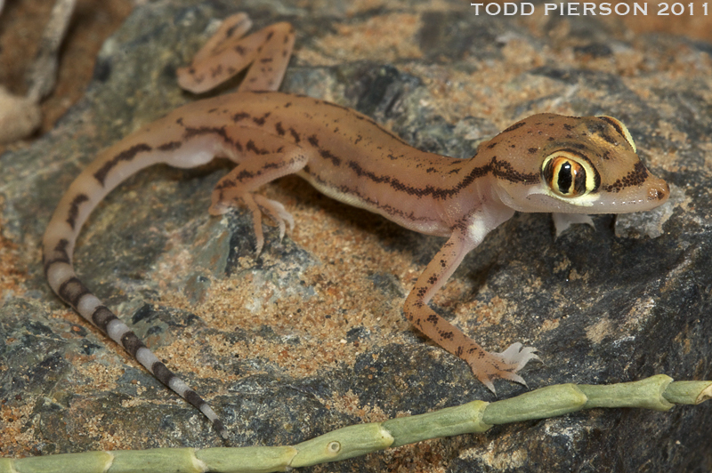 Image de Trigonodactylus arabicus (Haas 1957)