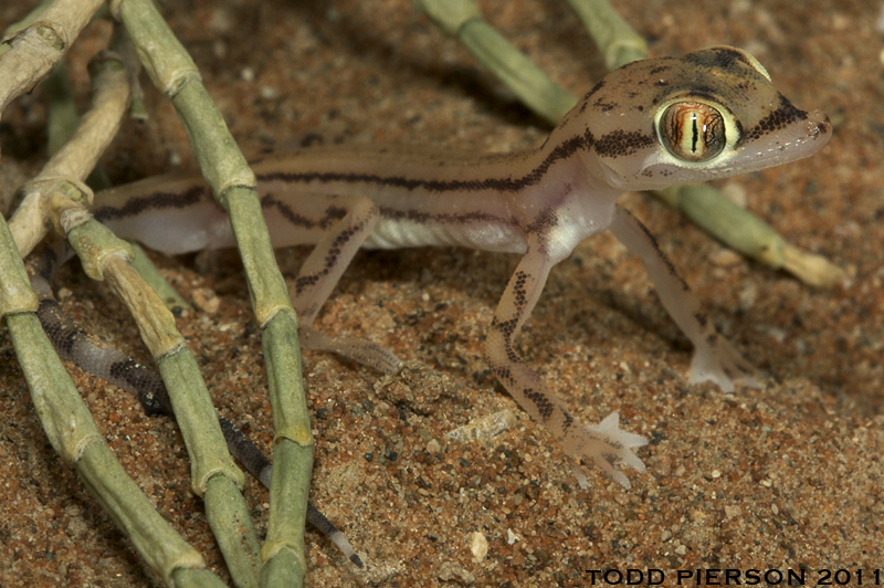 Image of Arabian Short-fingered Gecko