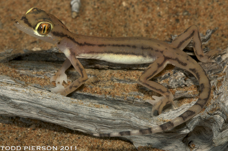 Image de Trigonodactylus arabicus (Haas 1957)