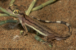 Image de Trigonodactylus arabicus (Haas 1957)