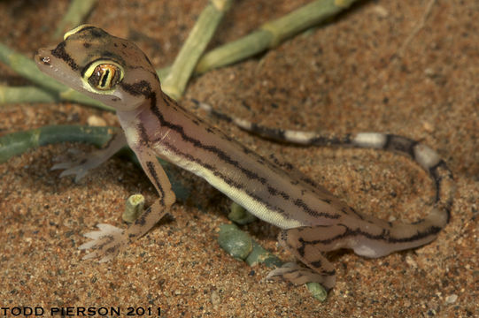 Image of Arabian Short-fingered Gecko