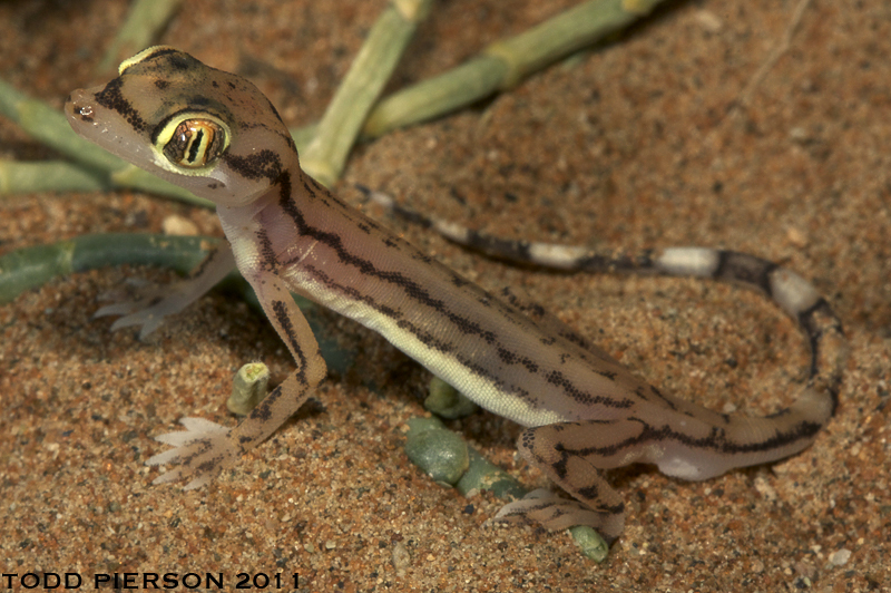 Trigonodactylus arabicus (Haas 1957) resmi